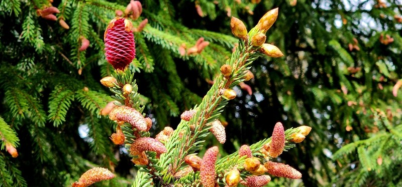 Picea linzhiensis photo 4