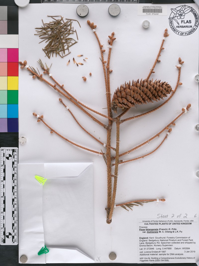 Picea linzhiensis photo 6