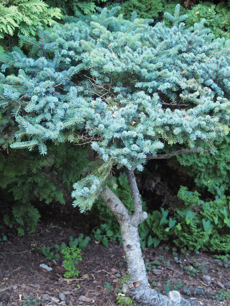 hybrid spruce photo 2