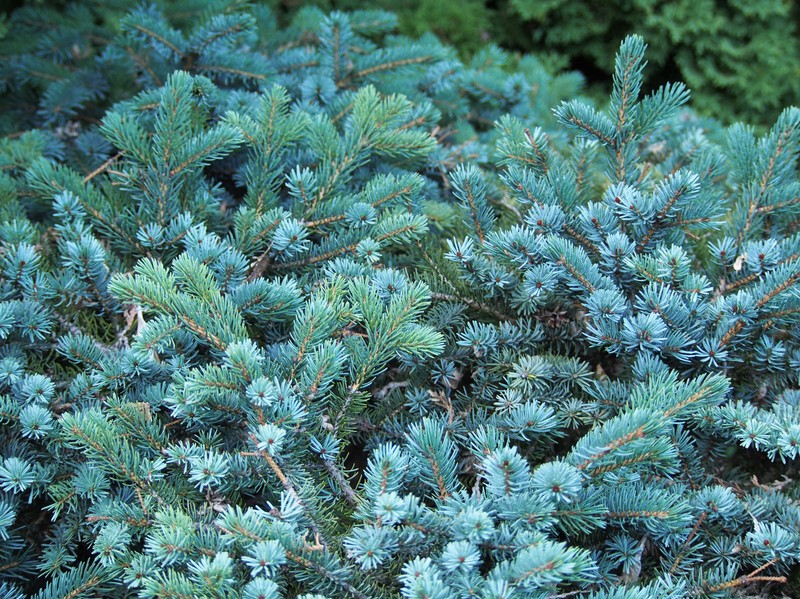 hybrid spruce photo 3