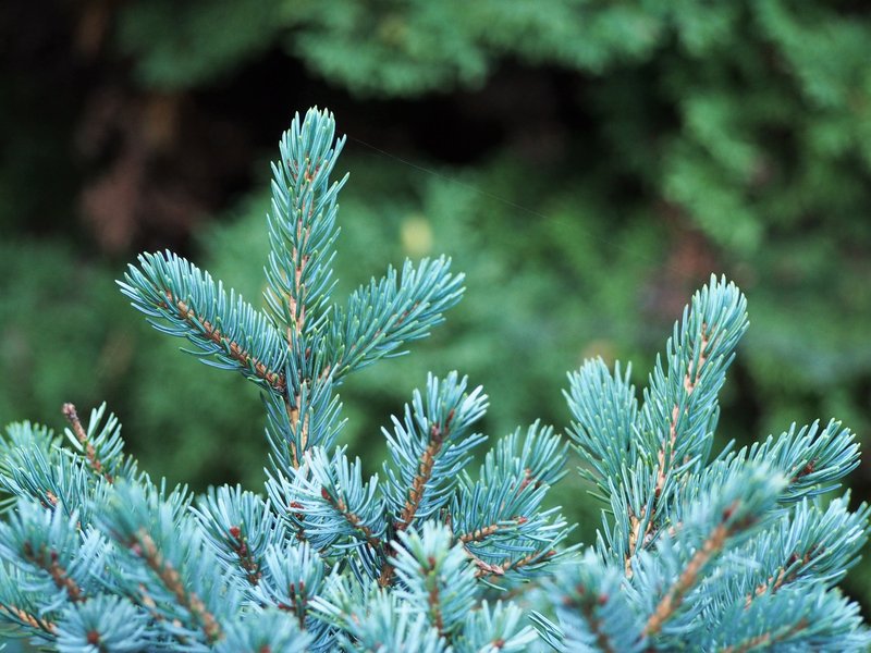 hybrid spruce photo 4