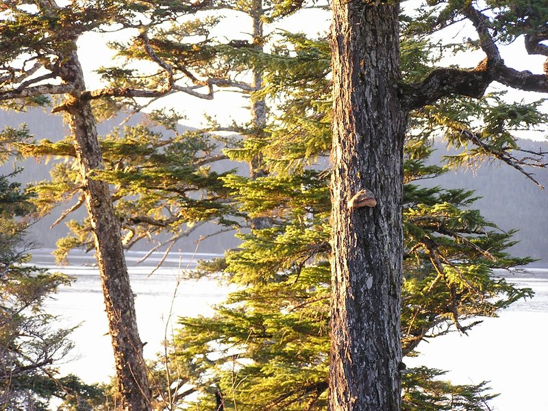 hybrid spruce photo 5