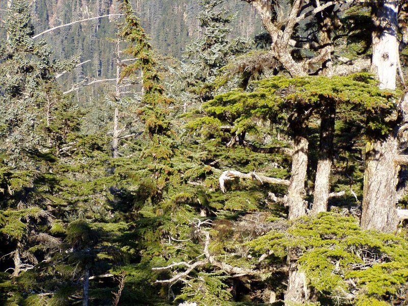 hybrid spruce photo 6
