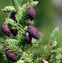 Black Spruce
