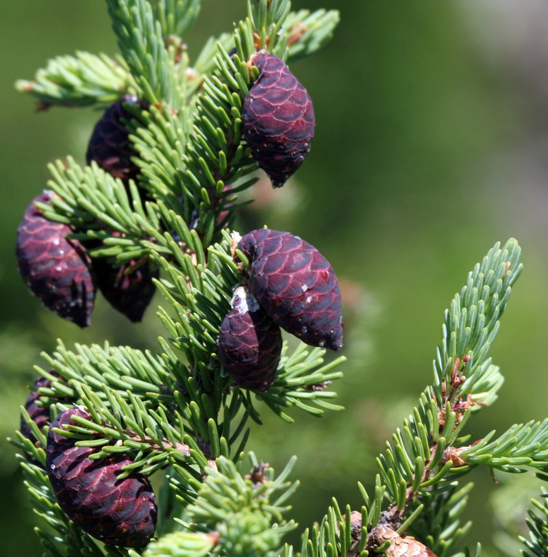 Black Spruce photo 2