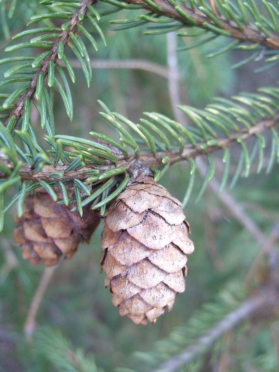 Black Spruce photo 3