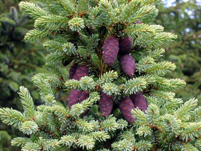 Black Spruce photo 4