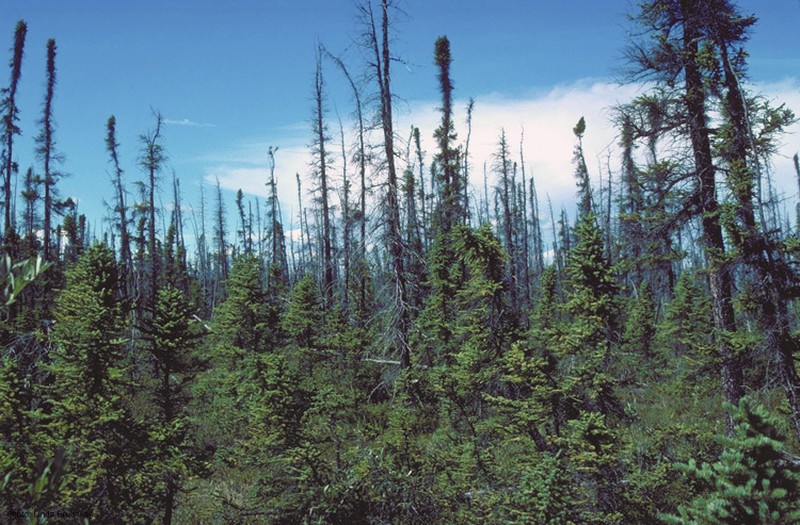 Black Spruce photo 8