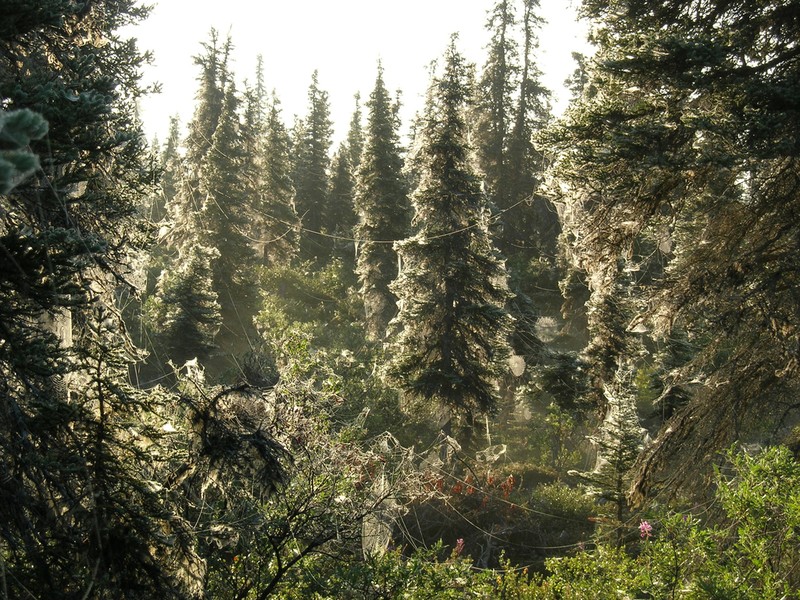 Black Spruce photo 8