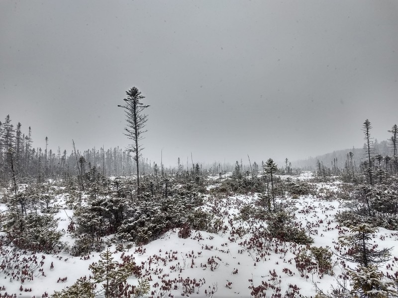 Black Spruce photo 9