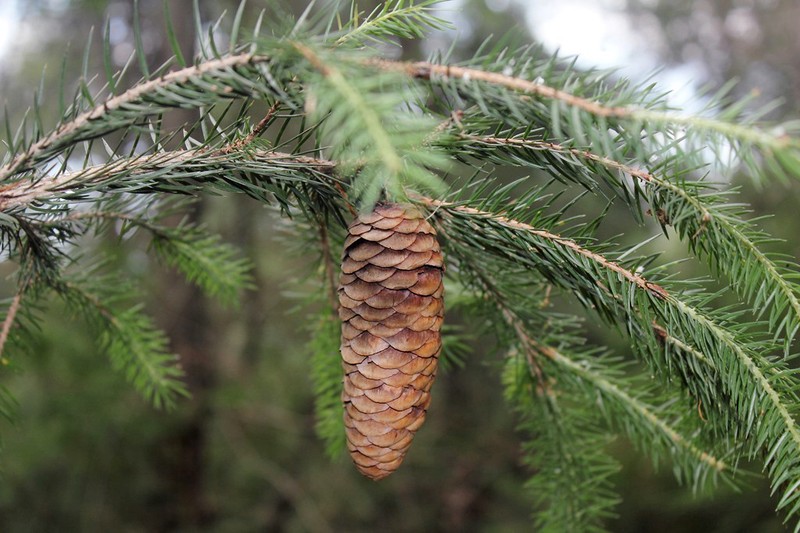 Picea martinezii