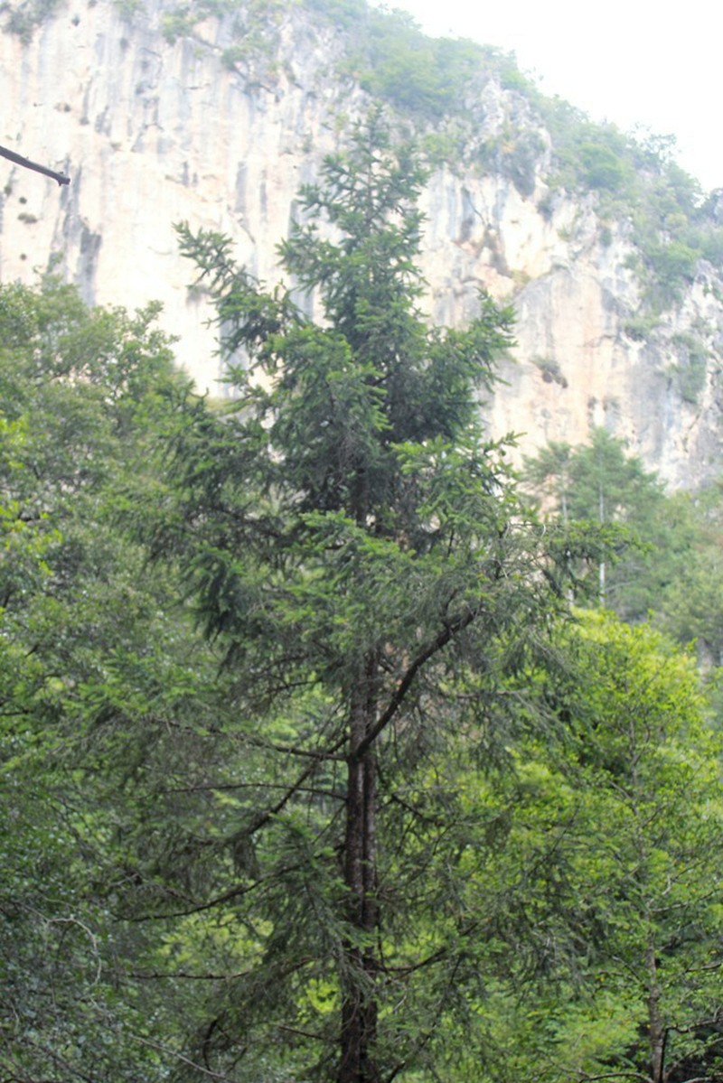 Picea martinezii photo 2