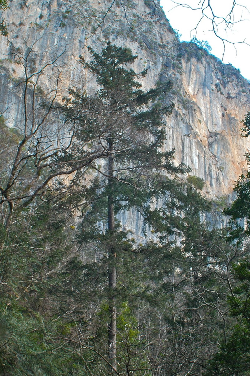 Picea martinezii photo 3