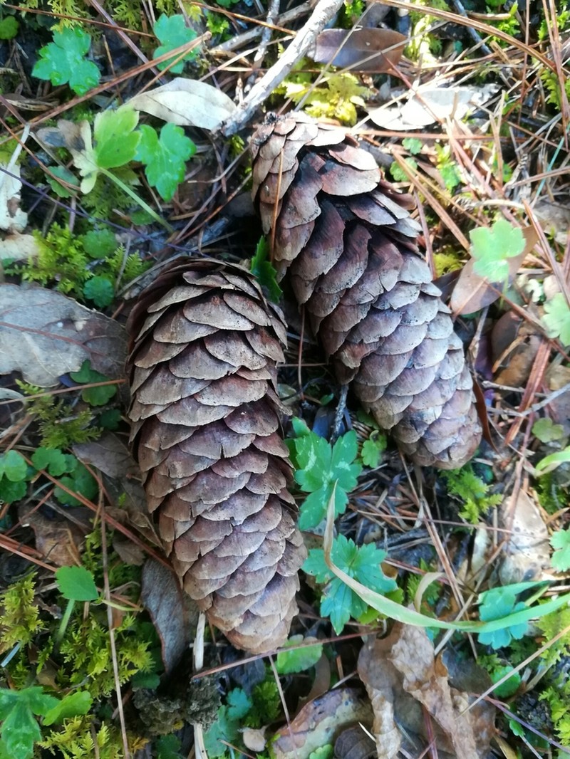 Picea martinezii photo 4