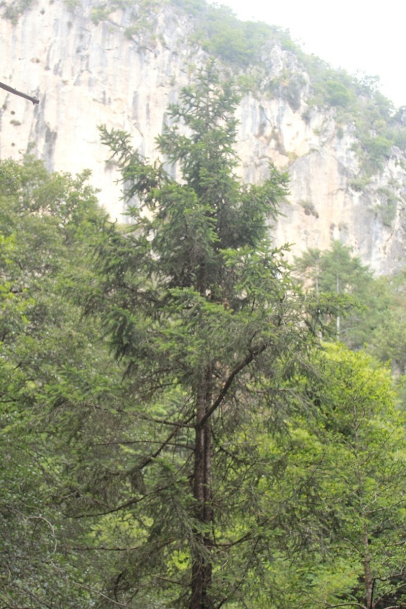 Picea martinezii photo 5
