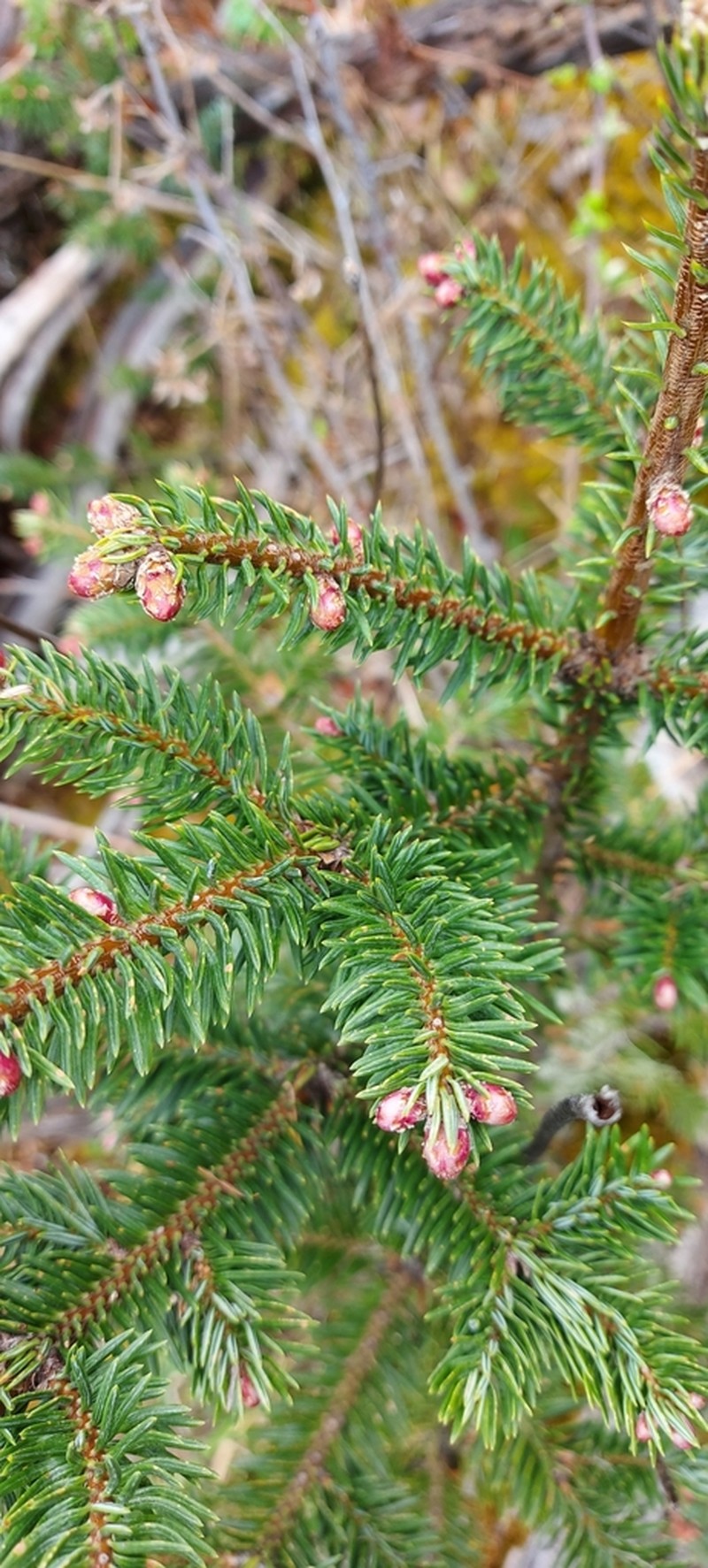 Picea martinezii photo 6