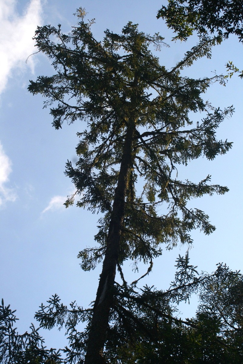 Picea martinezii photo 7