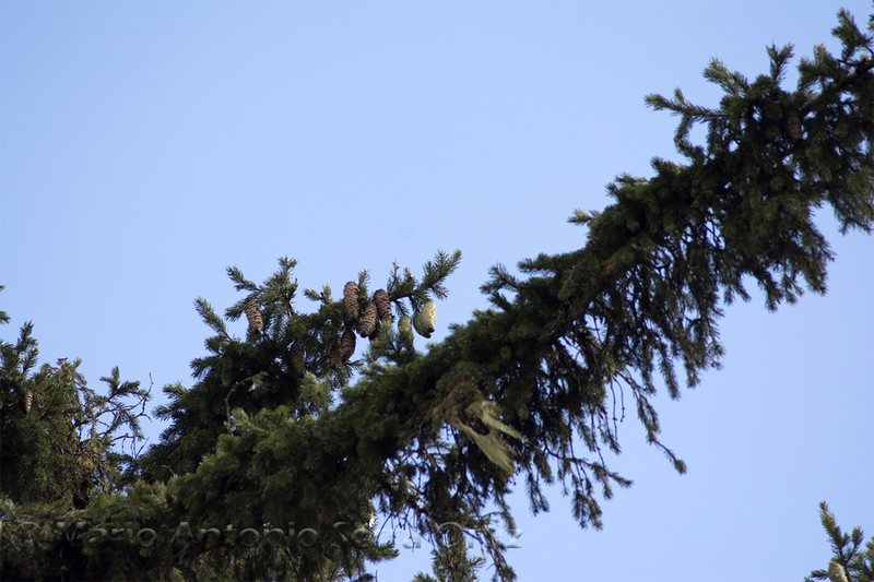 Picea martinezii photo 8