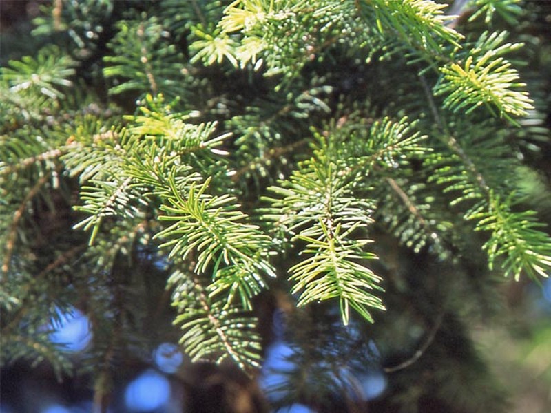 Picea maximowiczii