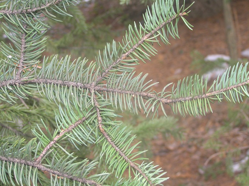 Picea meyeri