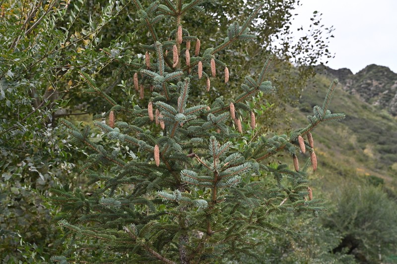 Picea meyeri photo 2