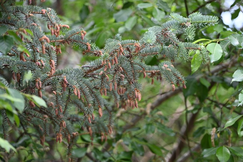 Picea meyeri photo 3