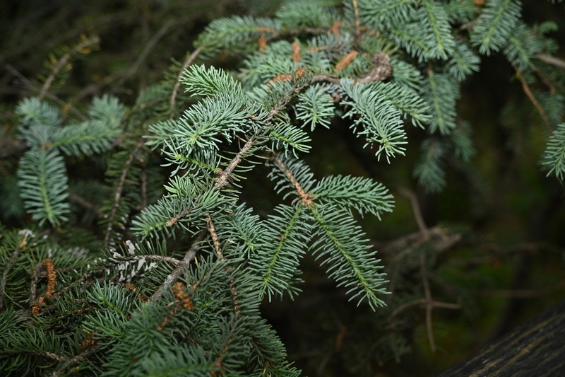 Picea meyeri photo 4