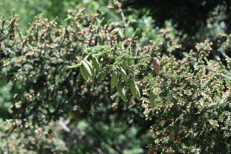 Picea meyeri photo 5