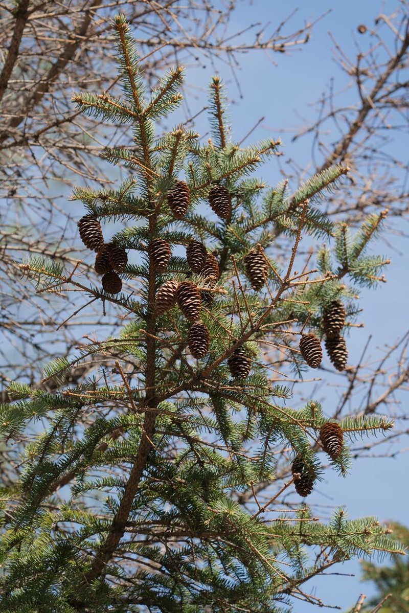 Picea meyeri photo 6