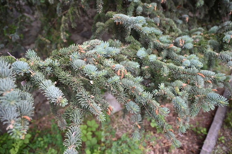 Picea meyeri photo 7