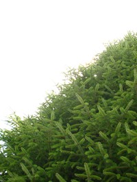 Picea morrisonicola