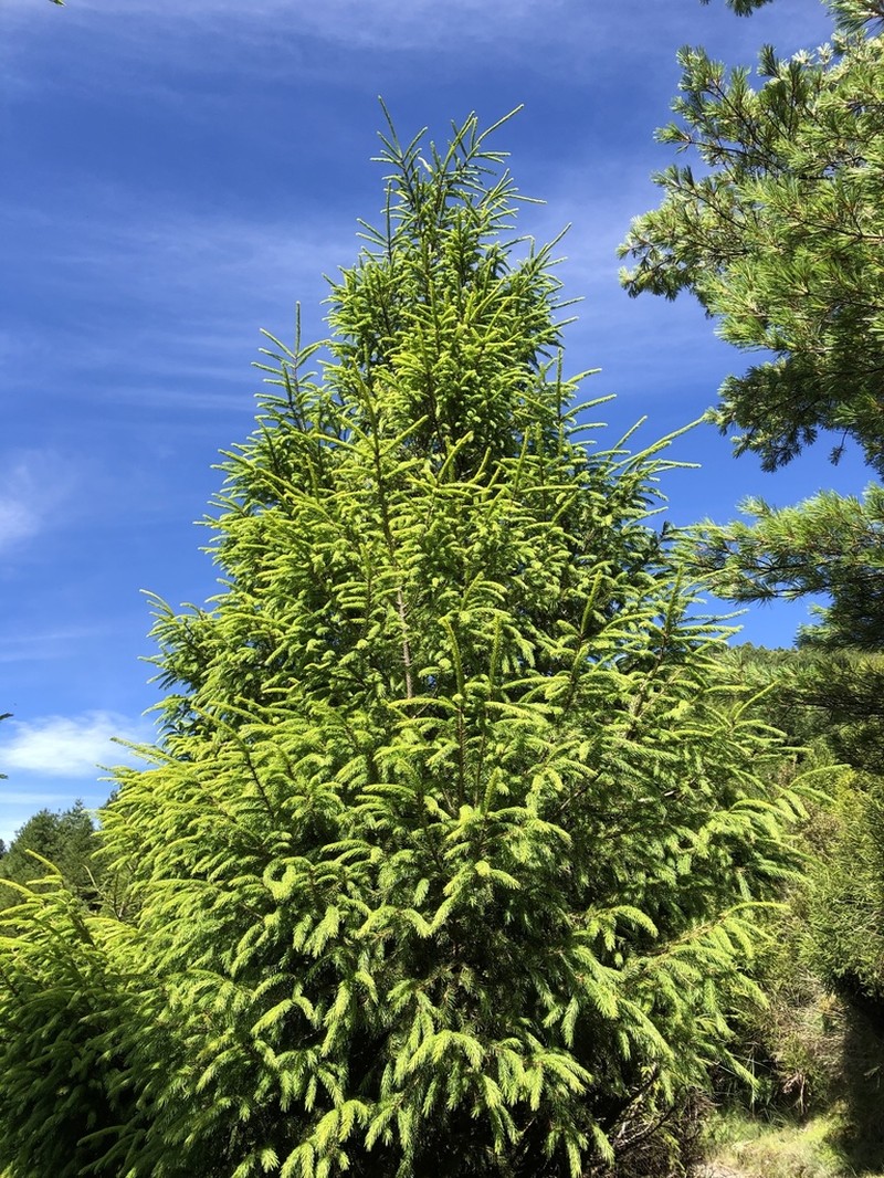 Picea morrisonicola photo 2