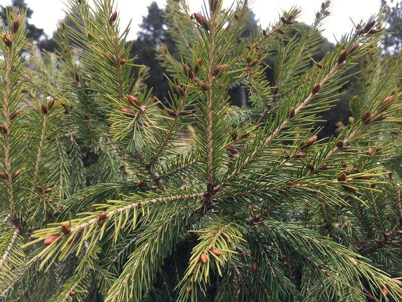 Picea morrisonicola photo 3