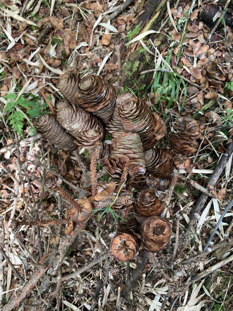 Picea morrisonicola photo 4