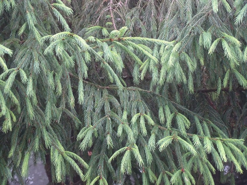 Picea morrisonicola photo 5