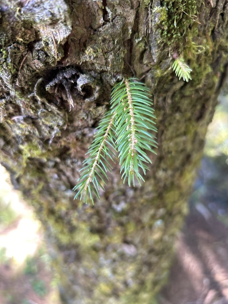 Picea morrisonicola photo 6