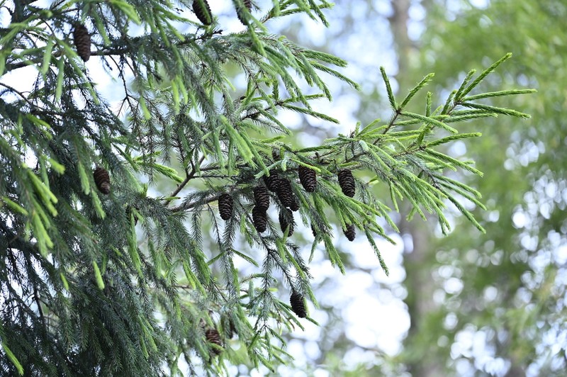 Picea morrisonicola photo 7