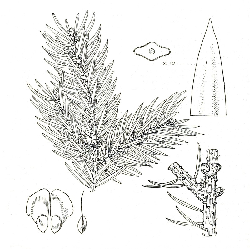Picea neoveitchii