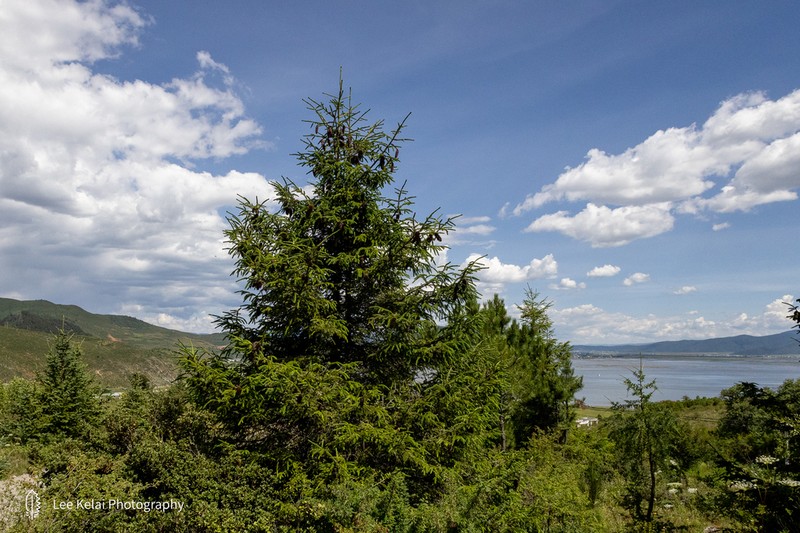 Picea neoveitchii photo 2