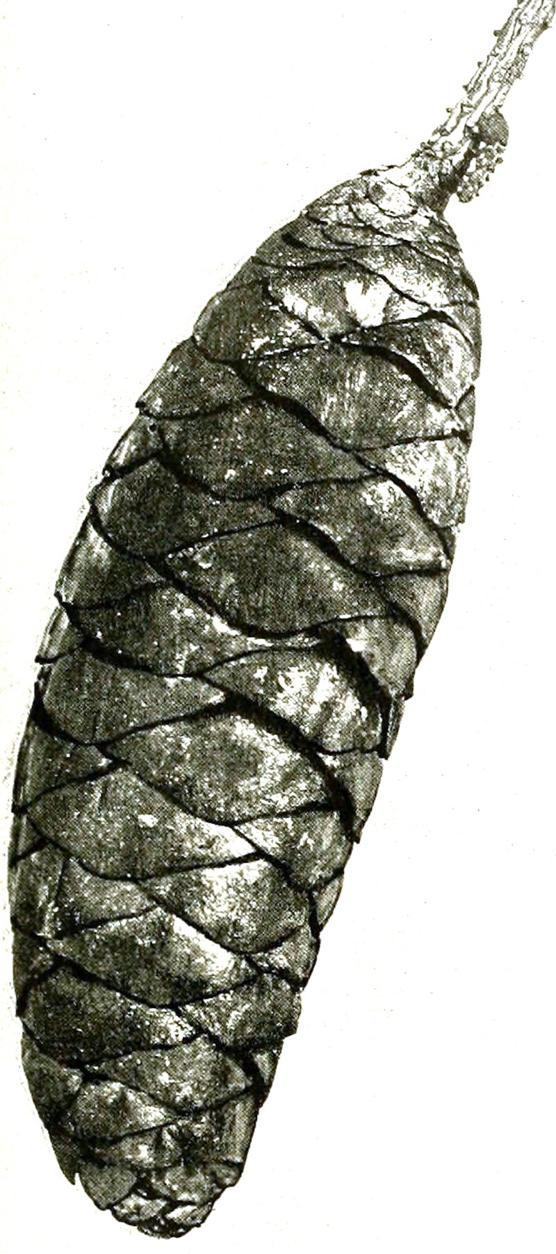 Picea neoveitchii photo 3