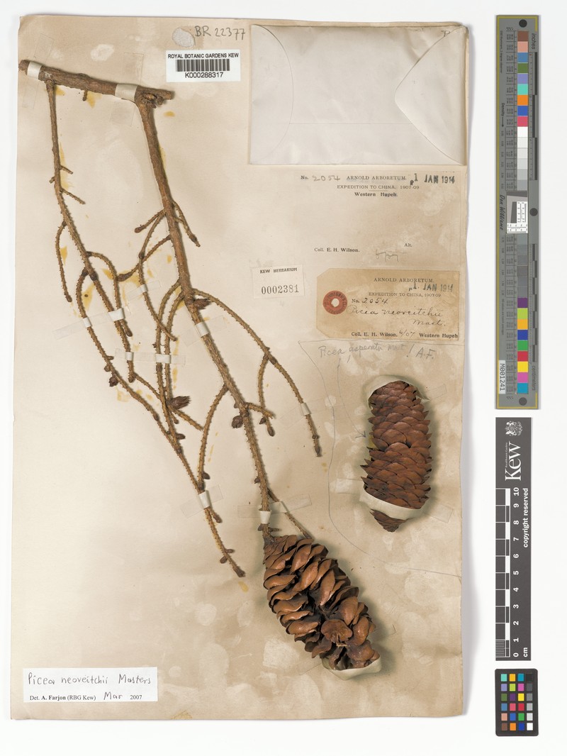 Picea neoveitchii photo 4