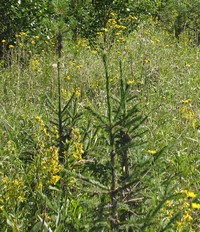 Picea obovata