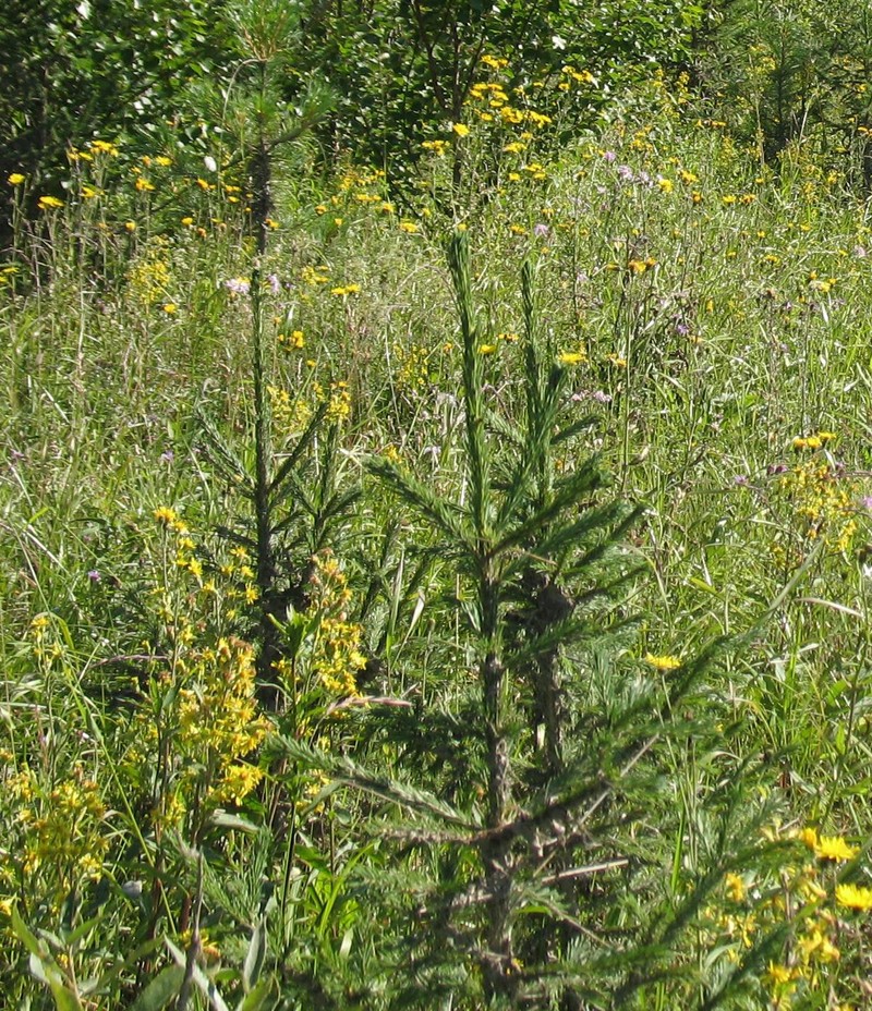 Picea obovata