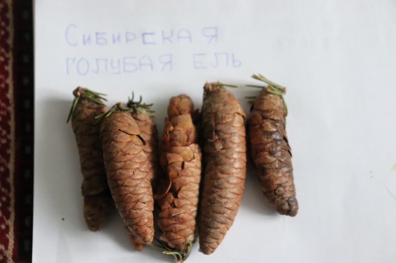 Picea obovata photo 2