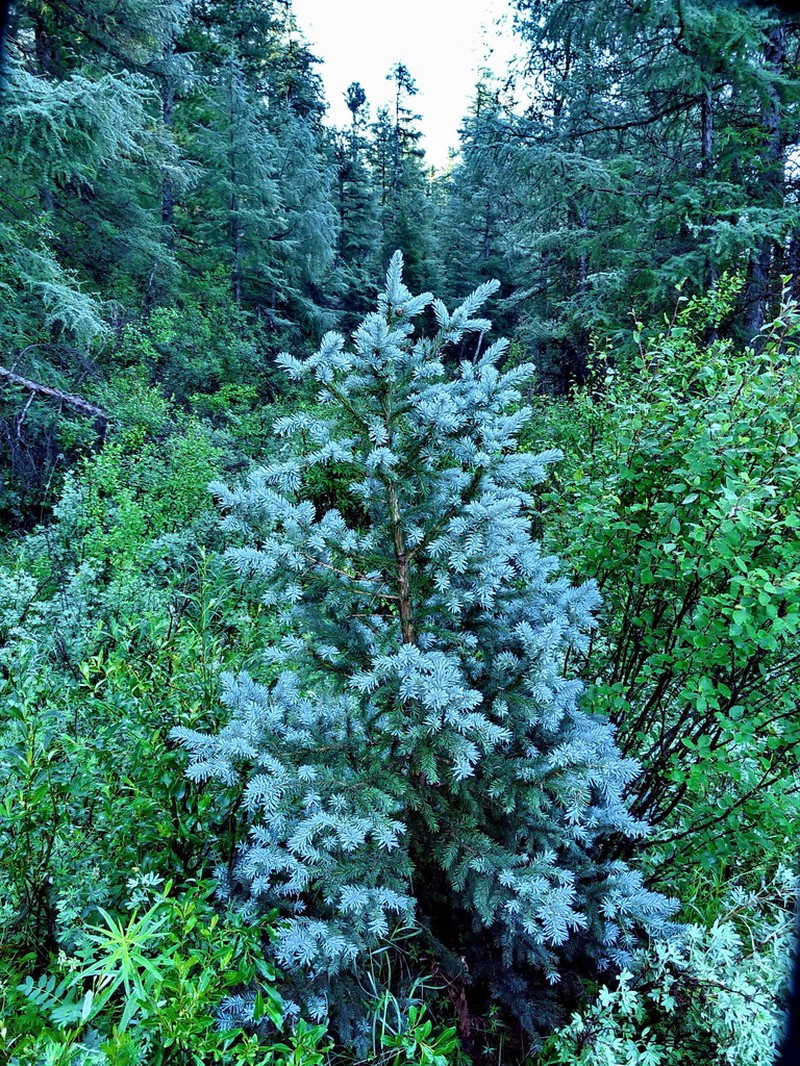 Picea obovata photo 3