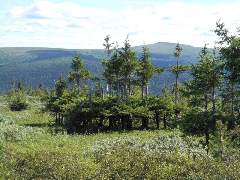 Picea obovata photo 4