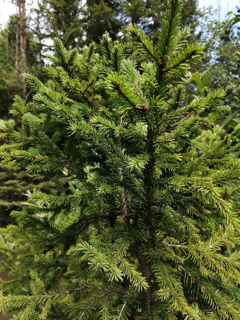 Picea obovata photo 6