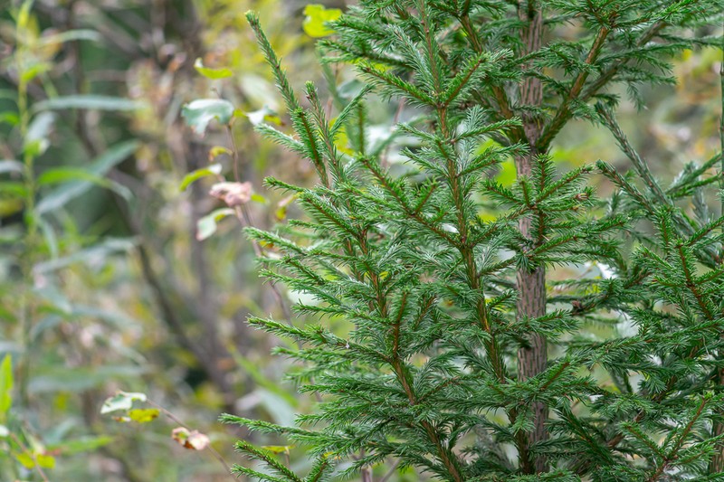 Picea obovata photo 7