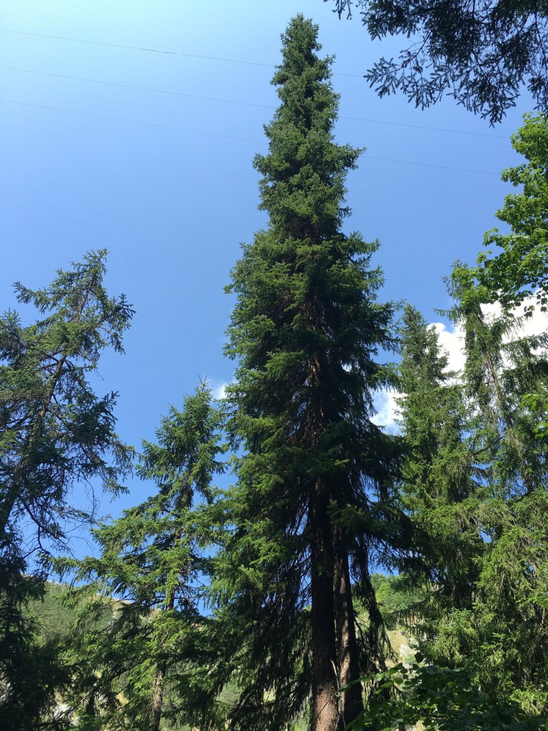 Serbian Spruce photo 6
