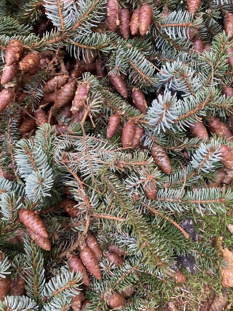 Serbian Spruce photo 7